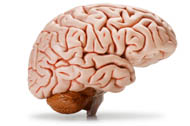 Strokes occur in the brain